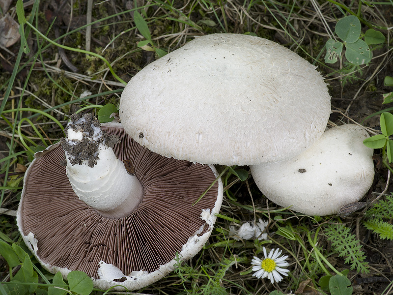 Agaricus campestris